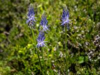 Ziestblättrige Teufelskrallen - Klammljoch Wanderung